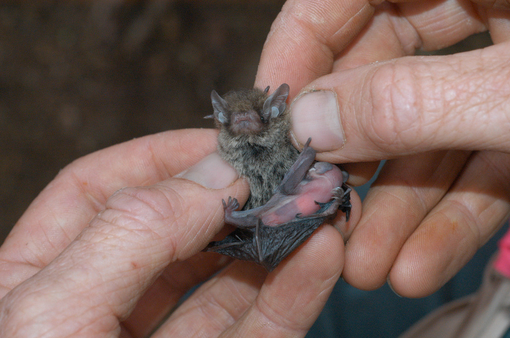 jadesandslash:  I absolutely love tiny bats and you should too Just look at them!!!