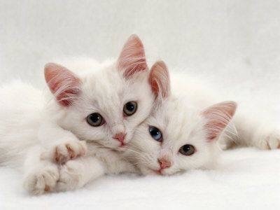 Black calico kittens