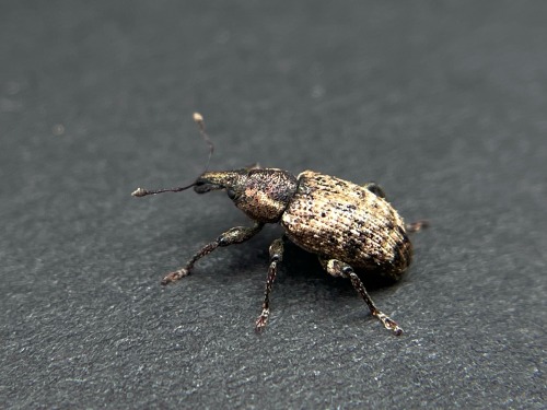 Its Weevil Wednesday