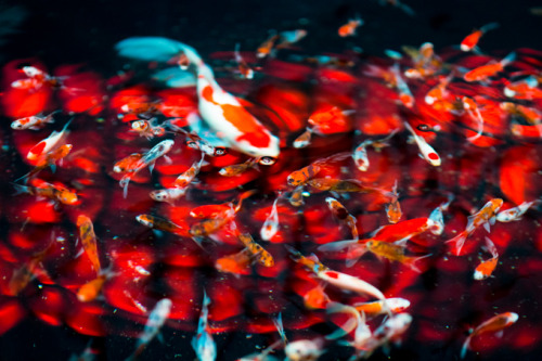 taktophoto:Underwater Art of about 5000 Goldfish“Art Aquarium 2014” in Japan