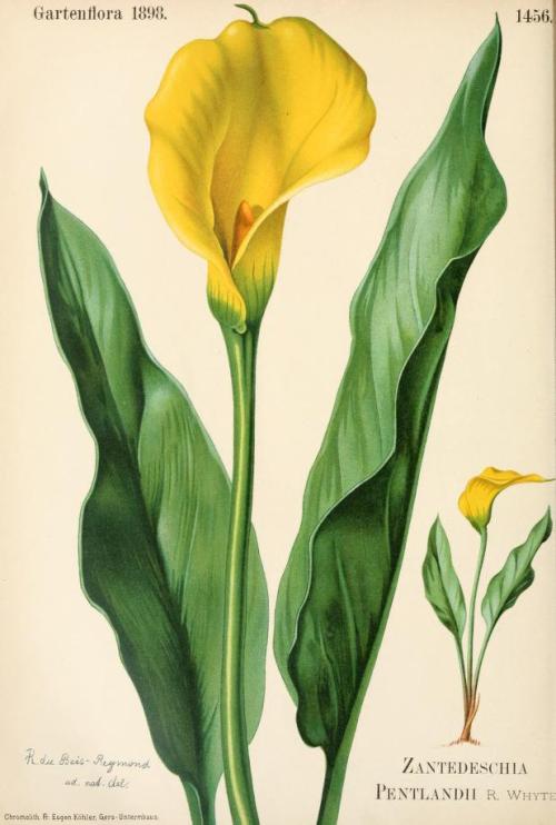 heaveninawildflower: Zantedeschia pentlandii. Plate from Gartenflora. Published 1898  by F. Enk