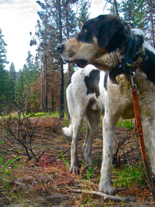 Pinto is a transmontano mastiff, a livestock protection dog imported from Portugal. He’s massi