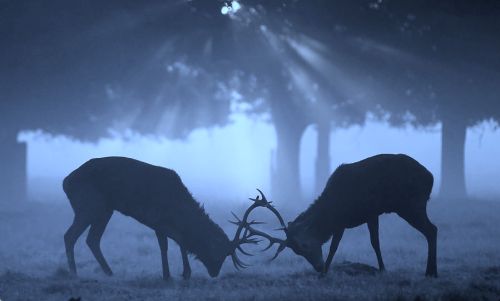 nubbsgalore:late autumn, early morning in england’s richmond park. photos by dan kitwood and mark br