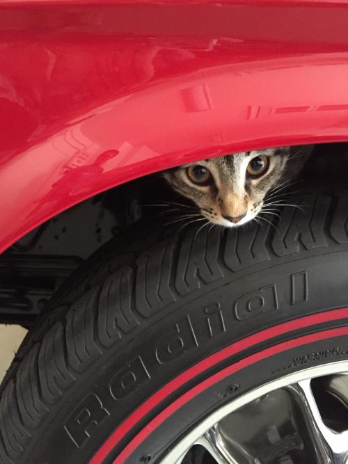 awwww-cute:  The gardeners scared this little guy with their loud leaf blowers. So he sought refuge here. (Source: http://ift.tt/2bIu2qL)