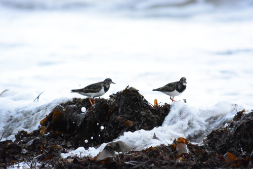 Turnstone _ St Andrews