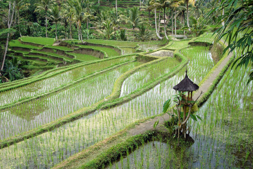 Bali GreeneryA small shrine sits on rice paddies near Ubud in the interior Bali, Indonesia.Image: Jo