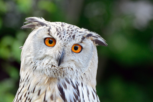 Eurasian Eagle-Owl II by JWeber2112