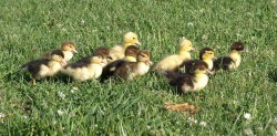 furything:  duckies 