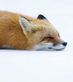 beautiful-wildlife:  Long day at the office by Steven