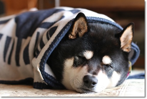 parakavka:  sleepy worm