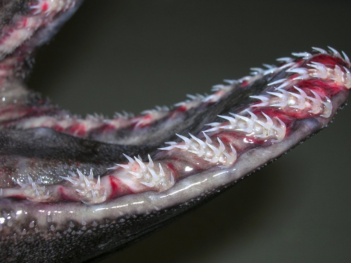 end0skeletal:  The frilled shark (Chlamydoselachus anguineus) is one of two living