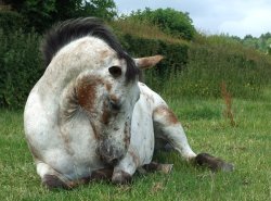 scarlettjane22:    Appaloosa x Knabstrup gelding    by DappledLightStock  