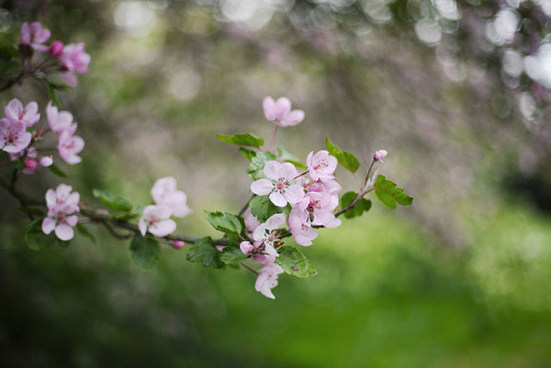 cinnamonthursdays: Apple Blossom By Karolina Koziel Website | Instagram | Pinterest | Tumblr