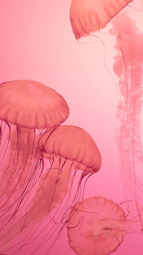 24 Jellyfish Wallpapers  Wallpaperboat