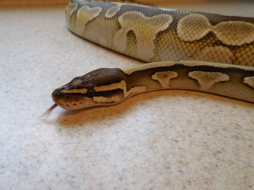 damnsalt:  My doe-eyed boy shed and is looking as cute as ever.