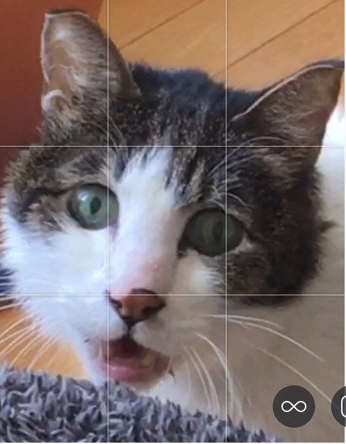 unflatteringcatselfies:  He scream