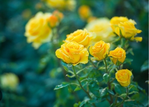 Jellical Cats' Favorite Flowers