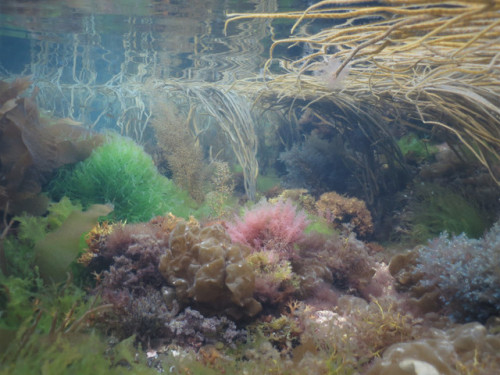 aquatictimes: Look at this! These amazing photos were taken off the coast of Cornwall (my favourite 