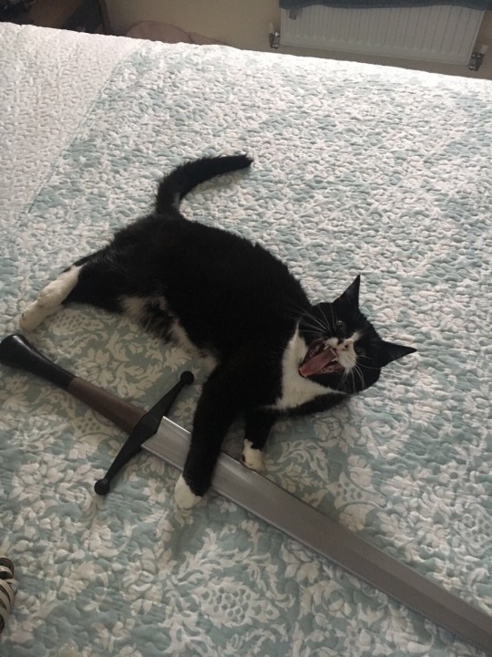 Unflattering Cat Selfies