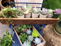 faefully-yours:  so many little succulents 