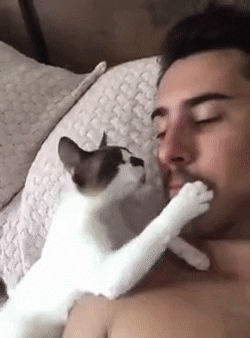 #Cat Kiss from Pets and Friends