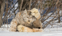 zooophagous:  sterkarm:  chemicalkin:  Stop what you’re doing. Canadian lynx also do the thing that house cats do where they stop grooming with their leg stuck in the air. Okay carry on.  Poofy feet.  Too much poof 