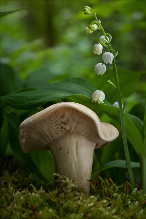 libutron:  silentfrost: St George’s Mushroom - Calocybe gambosa (Tricholomataceae)