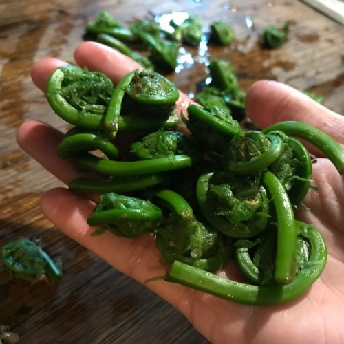 glumshoe: It’s fiddlehead fern season! One of my favorite edible plants, ostrich ferns send up