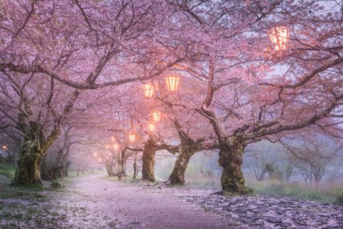 floralls:Japan by Daniel Kordan