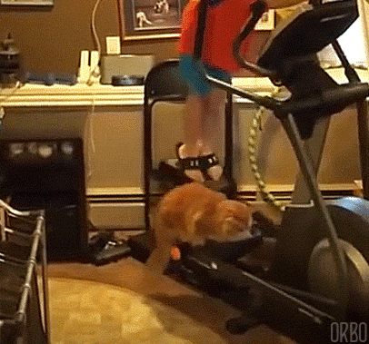 elsajeni:  opalescent-potato:  orbo-gifs: No Pain, No Gain :3  I wonder which muscle groups this would work  I’m gonna say this looks like a core workout for the kid; meanwhile the cat is working its Hate Muscles, which is the most important muscle