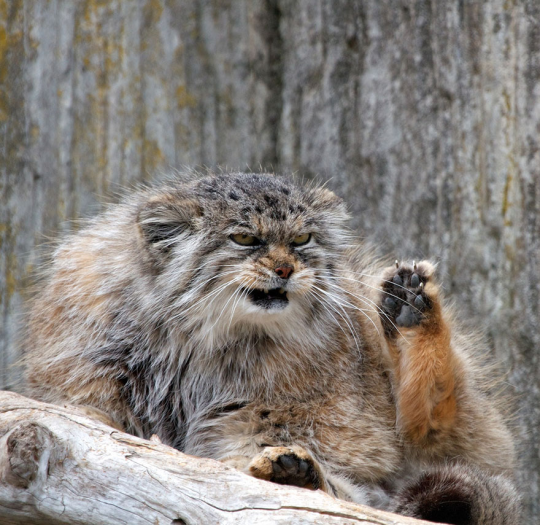 daughter-of-the-red-land:  chinon: bunjywunjy:  crystallinecrow:  slusheeduck:  im-fairly-whitty:  fizzy-dog:  i love cats you have long cat (serval) ear cat (sand cat) small evil cat (black footed cat) spherical cat (pallas cat) cat who probably watches