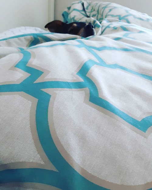 My Dog Is Mood And He Want To Sleep... Stay Sane In This Lock Down Guys! (at Home) Https://www.instagram.com/p/B-IOeYHn7OfcWK9P5smEJRXPwtpAVP45mnVpQg0/?igshid=18qhqgm5xia4b