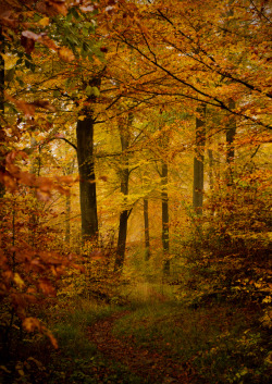 wowtastic-nature:  Bokskogen by  Linus Skaring on 500px.com 