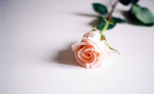 petalier:@WeHeartIt /entry/59058147 