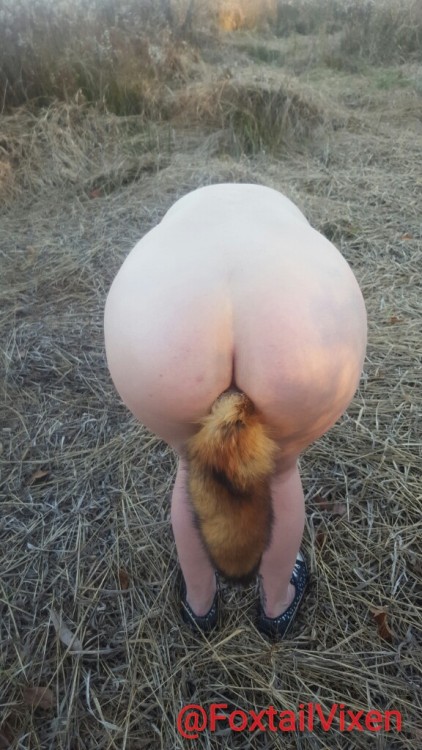 foxtailvixen:  Fox Exploring the Field