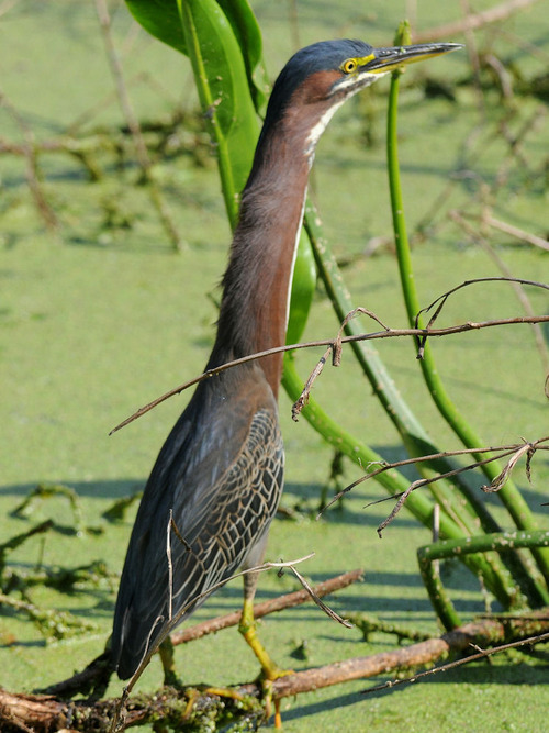 disgustinganimals: kazoohira-miller:   erraticartist:  cupsnake:  You know what the Green Heron is basically the best heron because it is like 90% neck so when it is all folded down it looks like a giant head with wings and legs  but then suddenly ZOOP