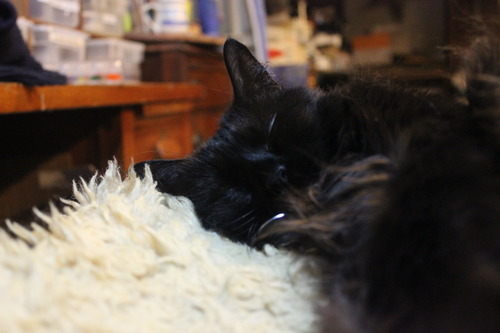loki-the-pie-maker:  I love black cats because you can take a picture and it’ll