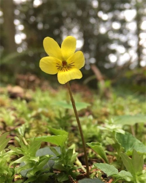 Went on a walk this morning to try and relax. I think this is a violet. #nature #pretty #flower #bot