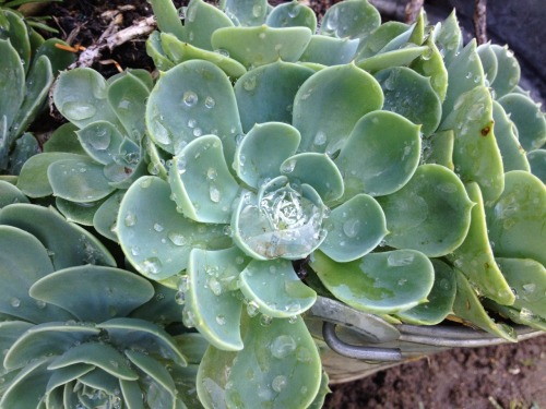 earthruins:  the rain always makes things look nice
