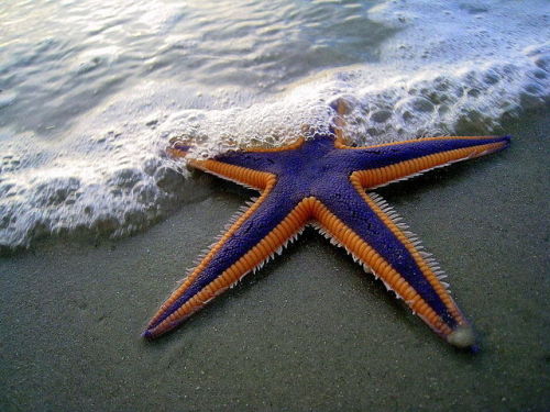 cool-critters:Royal starfish (Astropecten articulatus)The royal starfish is a West Atlantic sea star