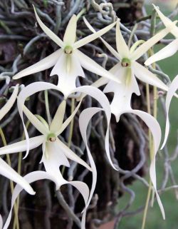 rhamphotheca:  The  ghost orchid, Dendrophylax