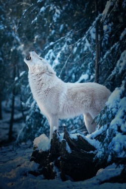 wolverxne:  Good Morning Call of an Arctic Wolf | by: { Michael Schönberger }