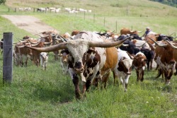 wapiti3: TEXAS LONGHORN CATTLE