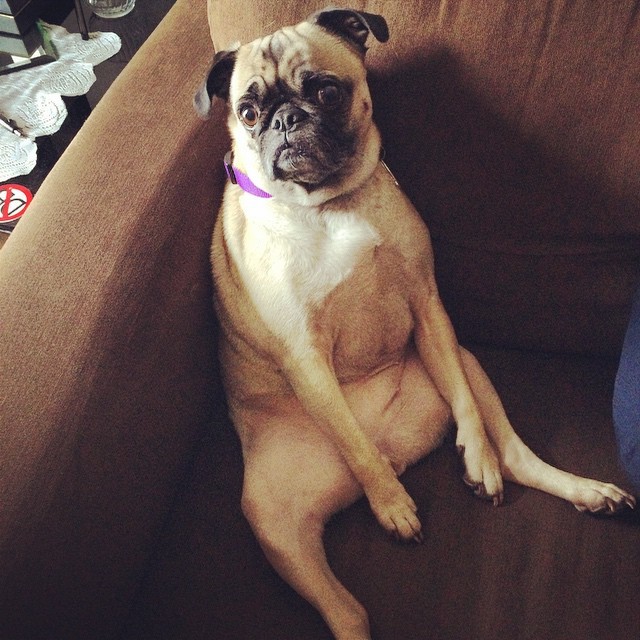 ilovepugs4ever:  Follow Dog Quotes.