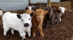 disgustinganimals: goghs-peach: doesn’t match my feed at all, but how can you not have fluffy cows on your dash??!!?!?  The one on the left has eye lashes so luscious they make me self-conscious, and yes that’s amazing for that calf, but it’s not
