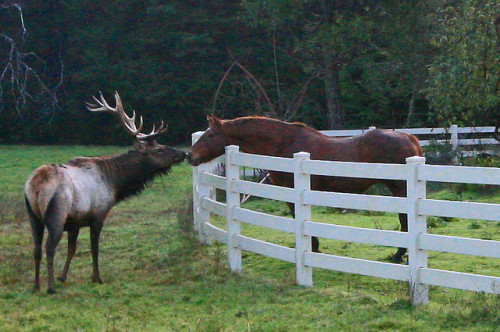 unscheduleddismount:  For anyone wondering what the difference was between a Canadian and American horse, here you go. Ours have antlers to carry our hockey skates and Tim Hortons donuts.   I’d love to have that elk on my wall 😍
