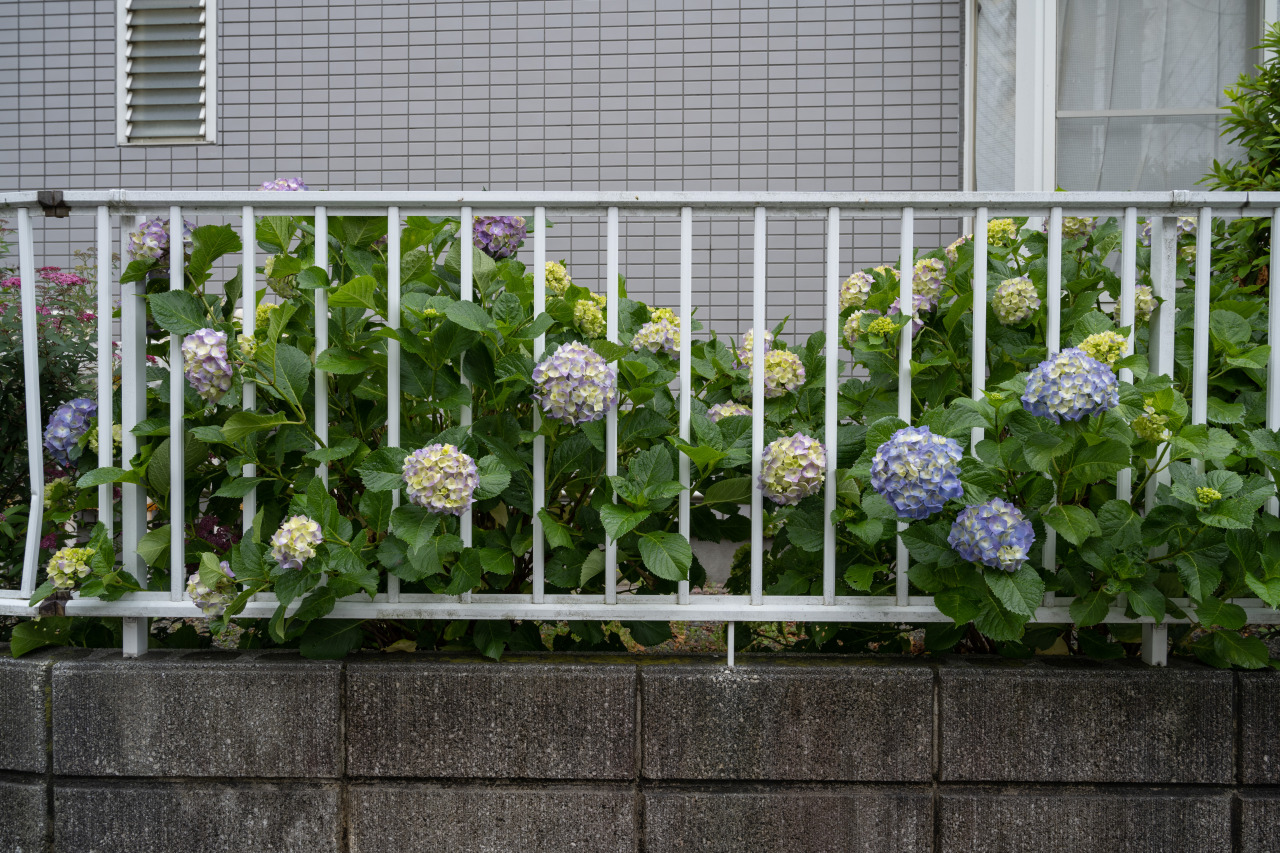 #photography#flowers#street#Japan#garden
