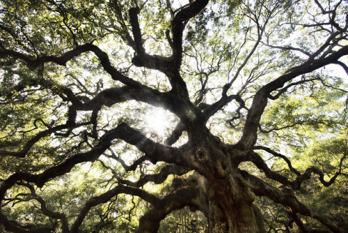 angel oak by Brett Maurer