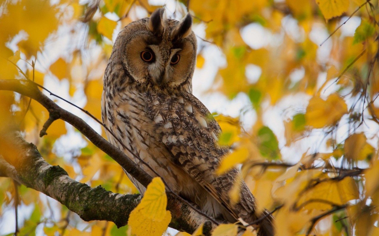 daily owls
