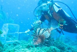 Wyeasttokaala:  Trynottodrown:  Izzy-The-Fish-Girl:  Invasive Lionfish: Some Good